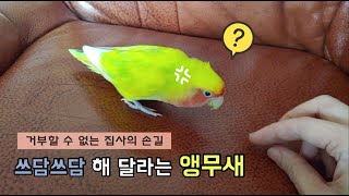 쓰담쓰담 해 달라는 앵무새 - 거부할 수 없는 집사의 …