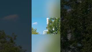 뚝섬에서 자유비행 | 겨울 가을 자두 신나서 날다가 옥상에서 쉼‍♀️ | #청금강 #홍금강 #자유비행 #앵무새