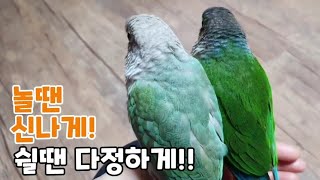 신나게 놀다 엄마손에서 충전중!!#코뉴어앵무새#conure#