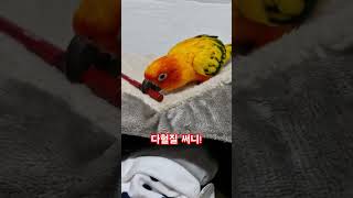 써니가 누굴 닮아서 다혈질 일까요? #썬코뉴어 #parrot #앵무새 #다혈질 #hot temper #닮아서 #써니
