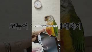 #코뉴어앵무새 #파인애플코뉴어 #반려새 #반려조 #화해…
