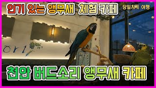 천안  말하는  앵무새 체험 카페 | 요즘 인기있는 반려조 앵무새 카페 방문
