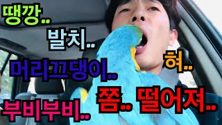 살려주세요.. 밍고가 괴롭혀요..