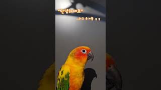 말하는 뚜비 #썬코뉴어 #앵무새 #귀여워 #앵집사 #앵집사일상