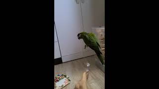 꽁패.한스마카우.앵무새.뽀미 말대꾸.왜떠들어? ㅇㅇ? 2021.8.23