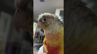 소망이의 일상(코뉴어)