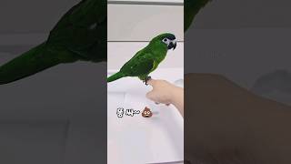 앵무새 배변훈련신기한 똥싸개ㅋㅋㅋㅋ #한스마카우