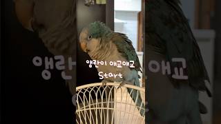우리집 막둥이는 애교쟁이 #앵무새#블루퀘이커 #애교쟁이…