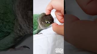 긁긁 해달라고 머리 갖다대는 앵무새 (블루코뉴어)