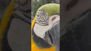 펭귄같은 청금강 앵무새 ㅋㅋㅋㅋ