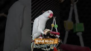 바나나간식#목도리앵무새#앵무새#parrot#먹방#간식#…