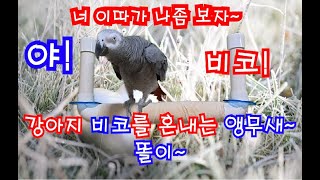 보더콜리 강아지 &quot;비코&quot;를 혼내는 앵…