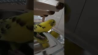 [사랑앵무] 너마저 | 절대 | 찍히지 않으려 했지만 훗 #parrot #budgerigar #추격 #사랑이