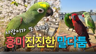 노래하면 사랑이!! 흥미진진한 말다툼에 심귀불편한 아랑 ㅋㅋ / 마트놀이는 끝나지 않았다! 야채팔아요!!! / 내가 남자는 싫다고 했지?