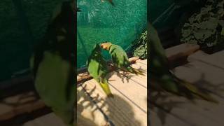 parrots #birds #parrot #views #trending#likes