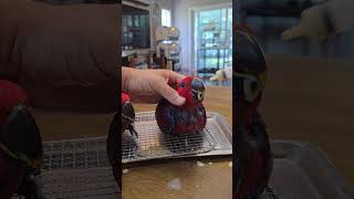 예쁘게 생긴 태어난지 2달된 뉴기니아앵무새 eclectus parrot baby bird