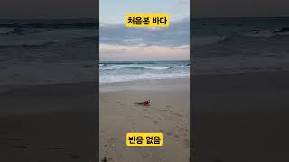 앵무새가 처음으로 바다를 본 반응 홍금강앵무새 #앵무새 #birds #홍금강앵무새