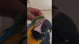 머리 긁어줘서 시원한 루카 #macaw #청금강앵무새 …