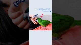 온 몸으로 애원하는  애교범벅 율리 #한스마카우 #귀여…