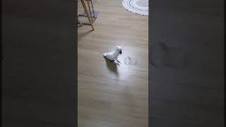 umbrellacockatoo cockatoo parr…