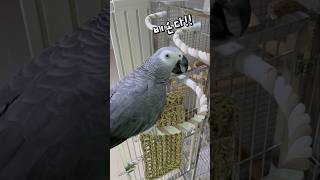 앵무새들은 때때로 날씨에 영향을 받는다 ⛈️️ 회색앵무…