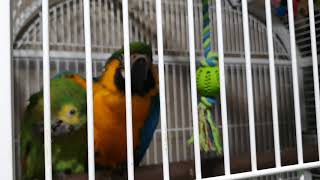 청금강앵무새 아마존앵무새 친구 안아주기