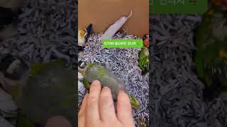 한스마카우  /  아가새