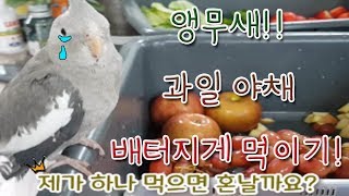 (귀여운 앵무새,웃긴앵무새) 앵무새! 뷔페식 차려주다!(feat.대형앵무)