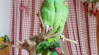 말하는앵무새가 음악에 흥겨워 &quot;안녕~&quot…