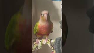 엄마한테 오고싶은 앵무새 #birds #parrot #cute #코뉴어 #앵무새