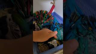 청금강 #birds #앵무새 #parrot #birds…