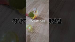 #반려새 #코뉴어앵무새 #반려조 #파인애플코뉴어
