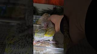 쓰담해주세요^^ 사람이 좋아요!!    #앵무새 #코뉴어 #이유조분양