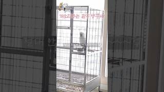 개소리하는 앵무새 델타 #앵무새  #하이브리드 코카투 …