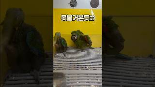 전투력있는 앵무새 체스넛마카우 ⚔️ 안산 버드스팟