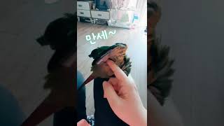 #앵무새 #코뉴어 만세!뽀뽀잘하는앵두