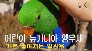 뉴기니아 앵무새의 첫 외출