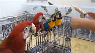 앵무새수입(국제적멸종위기종 2급) [앵무새동물원.인천조…