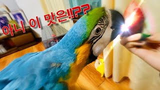 ENG) [앵무새][반려동물] 코로나 피해서 시골로딸기…