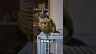 코뉴어앵무새#하랑이#하봉이#parrot#cute