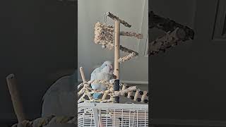 [퀘이커 앵무] 요즘 짜증 모드 | 사과 매일 안준다고…