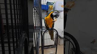 마리오의  귤시식!                    …