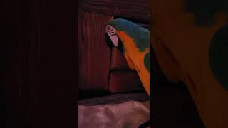 왜 그러냐 #청금강 #청금강앵무새 #마카우 #parrot #macaw #앵무새 #동물 #반려동물 #애완동물 #animal #루카 #산책