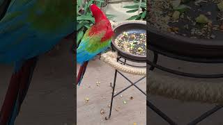 홍금강 앵무새 관찰