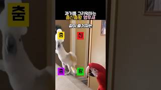 과거를 그리워하는 춤신춤왕 앵무새 #코카투