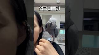 엄마가 너무 좋아서 행복한 앵무새  회색앵무 잠바