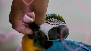 귀여운 청금강앵무새 루카