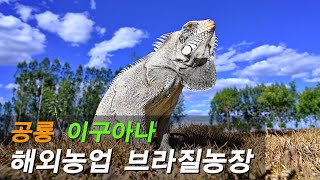 [동물의세계]이구아나의 짝궁 구출작전,Brazil, Iguana, 이구아나 무기, 이구아나 식사장면,이구아나 밥먹기,거대한 이구아나,공룡이구아나,야생에서 이구아나 찍기,야생이구아나
