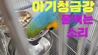 청금강 아기 앵무새 물먹는 소리