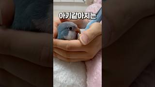귀엽고 사나운 게 매력인 퀘이커앵무새 부리 